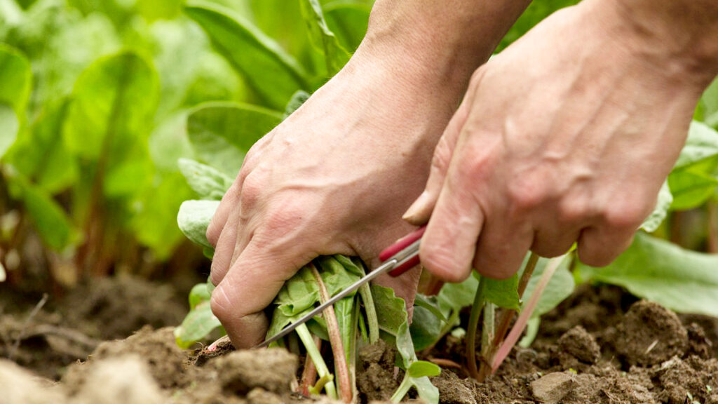 Close-up of hands working during Wall Street Community Garden work party.