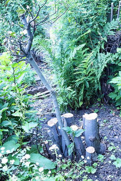 Photo of pruned bay tree, Wall Street Community Garden.