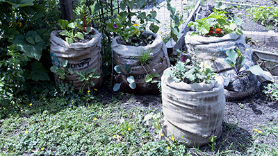 Community sack garden.