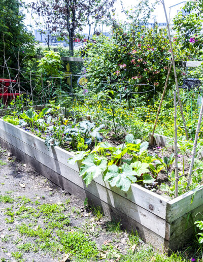 Photo of shared community garden box, Wall Street Community Garden, Vancouver, June 2024.