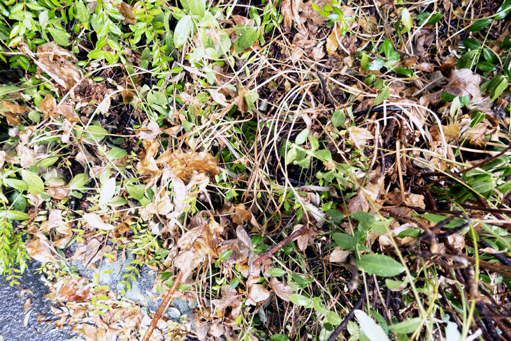 Photo of neglected plot.