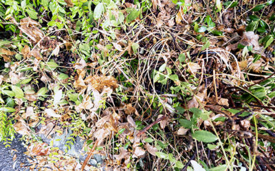 New Rules for Neglected Plots