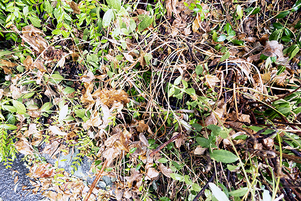 New Rules for Neglected Plots