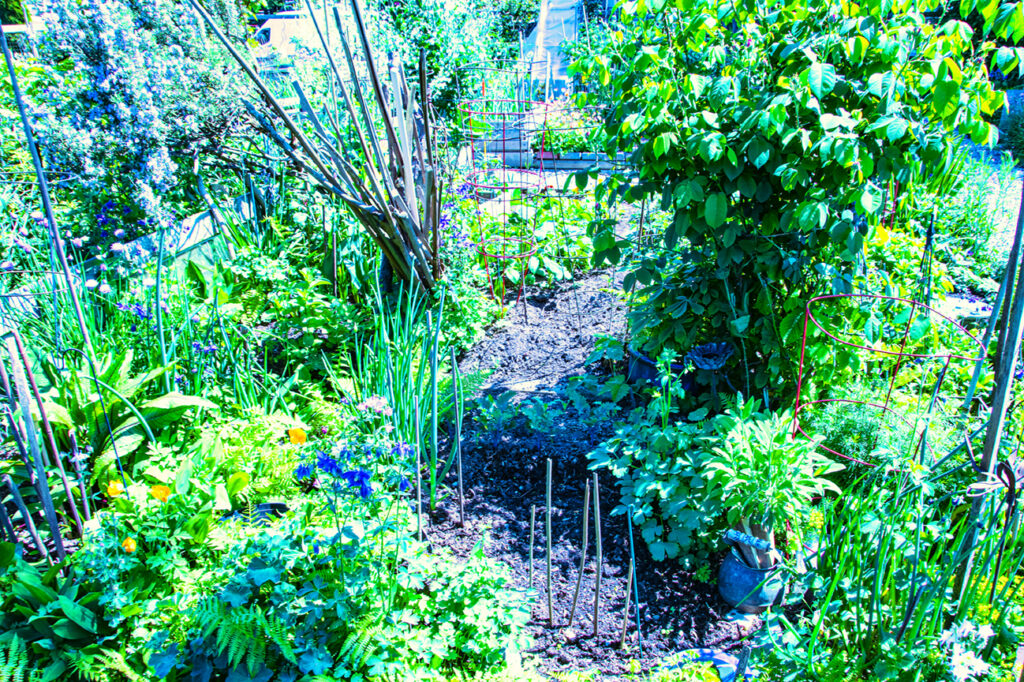 Photo of walkway in member's plot, spring 2023.