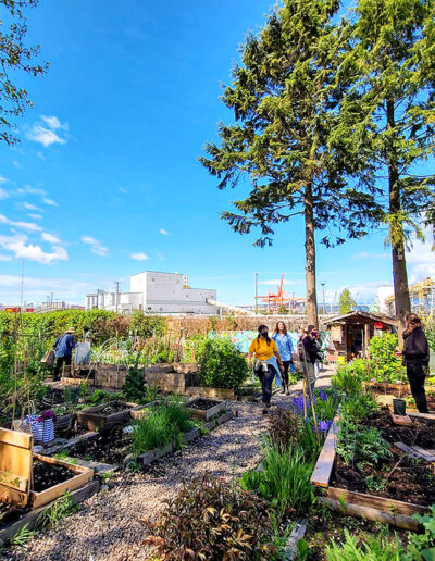 Gardeners along the main pathway, Wall Street Community Garden, Vancouver.