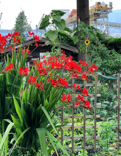 Photo of flowering branch, Wall Street Community Garden, Vancouver.