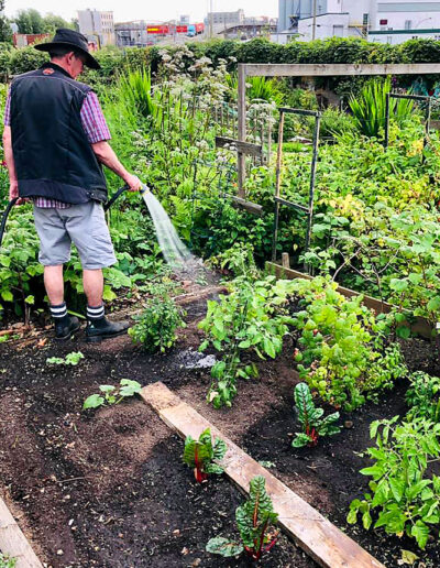 Photo of gardener watering plot, Wall Street Community Garden, Vancouver.