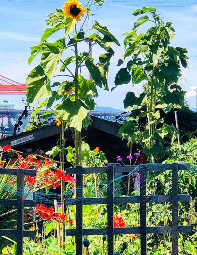 Photo of sunflower, Wall Street Community Garden, Vancouver.