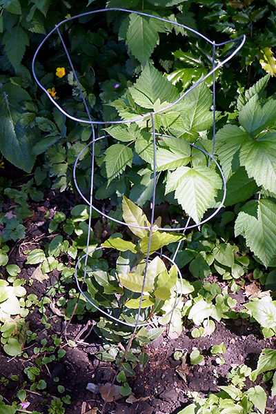 Newly-planted bay tree.