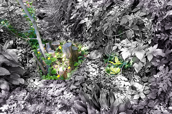 New bay tree alongside old dead one.